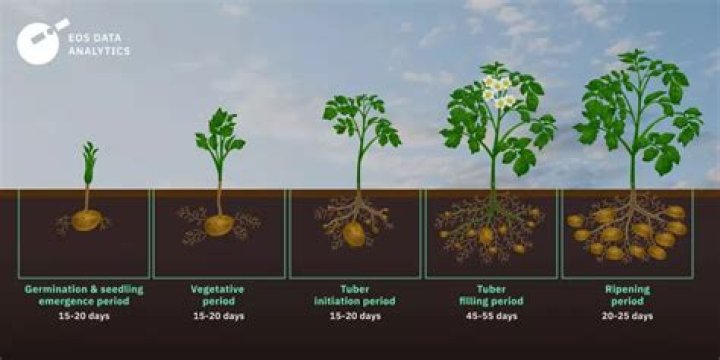 What climates do potatoes grow in?